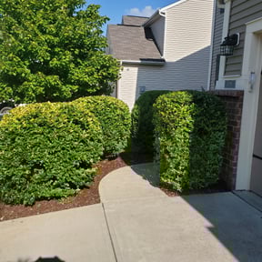 Bush Trimming by North bay lawn care reviewed on August 17, 2025