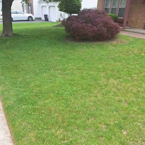 turf care by Ethan's Lawn Care reviewed on September 9, 2024