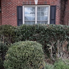 Bush Trimming by Chris Lippens Home Services, LLC reviewed on August 15, 2025