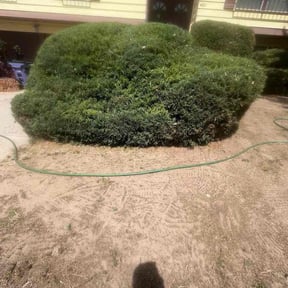 Bush Trimming by DigonThis Lawn Care reviewed on May 6, 2026