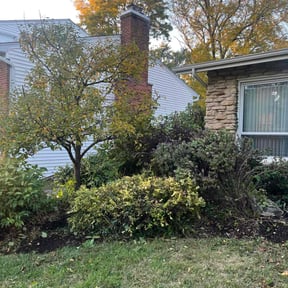 Bush Trimming by Nina construction reviewed on October 18, 2025