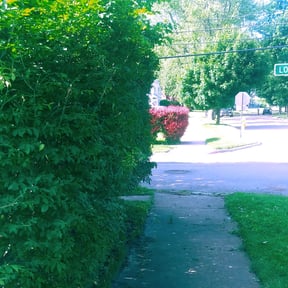 Bush Trimming by Davis Landscaping reviewed on August 15, 2025