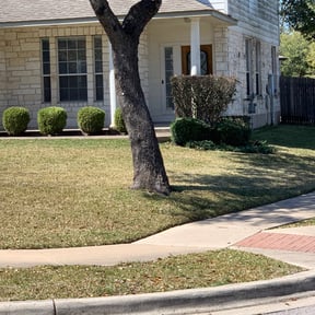 Bush Trimming by Major green lawn care services reviewed on August 15, 2025