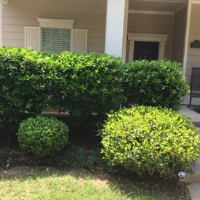 Bush Trimming by Browninvestments reviewed on August 18, 2025