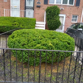 Bush Trimming by Morgan Henry Lawn Care reviewed on August 17, 2025