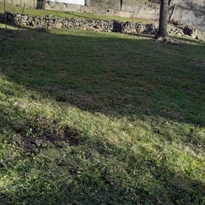 Leaf Removal by Matts lawn care reviewed on August 17, 2025