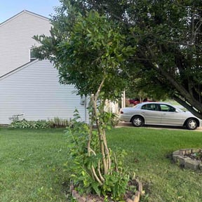 Bush Trimming by Sunrise Lawn Care Service LLC reviewed on August 4, 2026