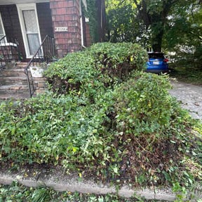 Bush Trimming by Turf Command Lawn Care reviewed on August 14, 2026