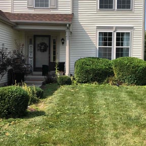 Bush Trimming by Mann Services reviewed on August 18, 2025