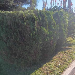 Bush Trimming by Natural vibe  maintenance service reviewed on January 29, 2026