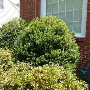 Bush Trimming by SLP Yard Cleanup Service reviewed on May 24, 2025