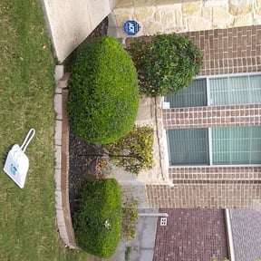 Bush Trimming by Wadeservices reviewed on August 15, 2025