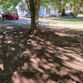 Leaf Removal by Electric Cut Lawn Care reviewed on September 19, 2025