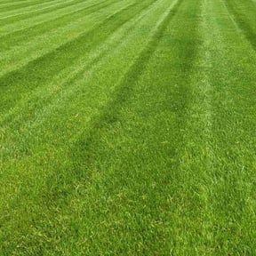 Lawn Mowing by Trapp Lawn Care LLC reviewed on August 17, 2025