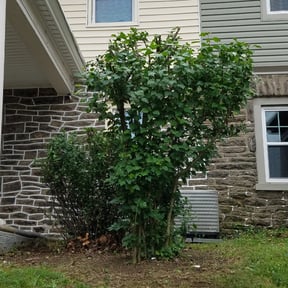 Bush Trimming by Krenik lawn services reviewed on August 16, 2025