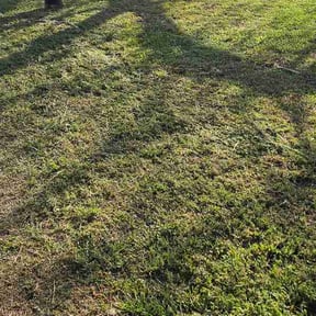 Leaf Removal by Roger waddle service llc reviewed on May 17, 2026