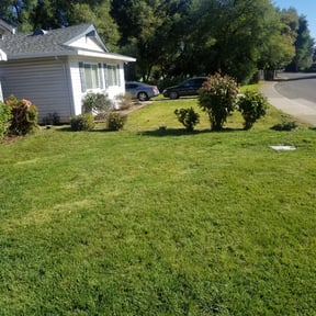 Bush Trimming by YARD M.D. LLC reviewed on August 21, 2025
