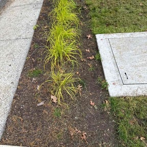 Leaf Removal by Lawn Care Professionals reviewed on October 1, 2025