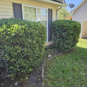 Bush Trimming by Green T's Lawn & Landscape reviewed on August 15, 2025
