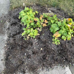 Flower Bed Weeding by Nashville Garden Scapes reviewed on October 22, 2025