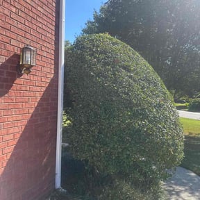 Bush Trimming by Harper&#039;s Exclusives Lawn Care LLC reviewed on November 6, 2025