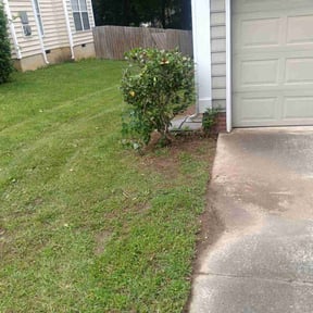 Bush Trimming by Red Carpet Lawn Care LLC reviewed on August 16, 2025