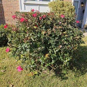 Bush Trimming by Chuyin's Lawn Care LLC reviewed on August 16, 2025