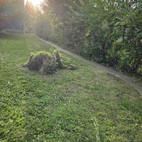 Bush Trimming by Universal services rcr LLC reviewed on August 16, 2025