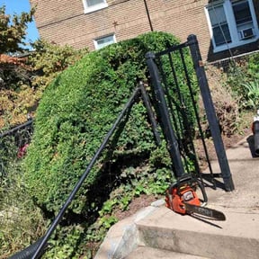 Bush Trimming by The customer first reviewed on November 25, 2025