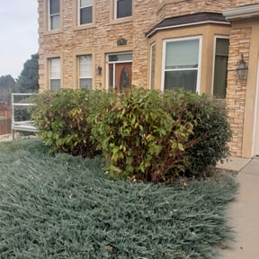 Bush Trimming by Straightlines LLC reviewed on August 19, 2025