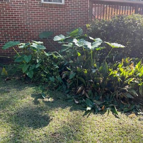 Bush Trimming by Jon's ASAP Lawn Service reviewed on August 19, 2025