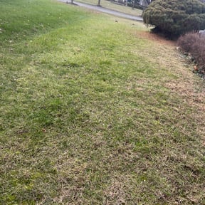 Leaf Removal by Ricky&#039;s lawn care reviewed on September 18, 2025