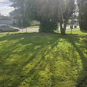 grass maintenance by Enrique's Outdoor Maintenance reviewed on March 24, 2024