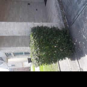 Bush Trimming by Don's Landscaping LLC reviewed on August 18, 2025