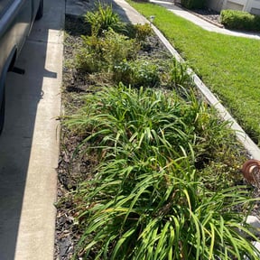 Bush Trimming by Ashton gill services reviewed on October 24, 2025