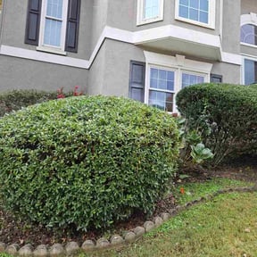 Bush Trimming by Nomadic Hustle Lawn Care reviewed on November 22, 2025
