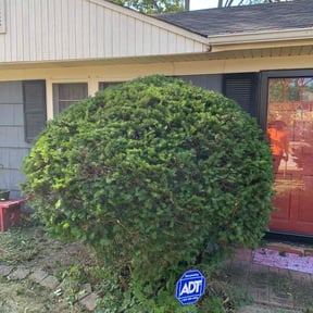 Bush Trimming by ELM Lawn Care reviewed on August 19, 2025