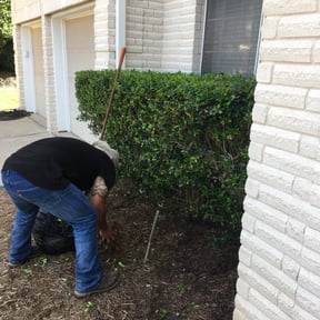 Bush Trimming by New Direction Lawn Care LLC reviewed on November 24, 2025