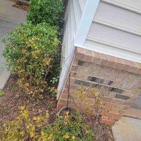 Bush Trimming by Pristine Properties LHS reviewed on May 17, 2025