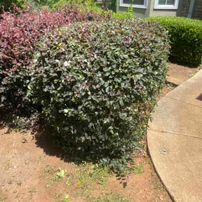 Bush Trimming by BluGrass Groomers Lawn Care reviewed on May 30, 2026