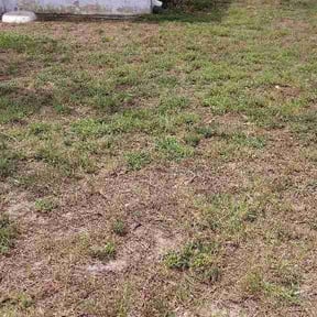 Bush Trimming by QCz Lawncare Service LLC reviewed on June 14, 2026