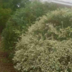 Bush Trimming by Tyrone Wilkins reviewed on August 21, 2025