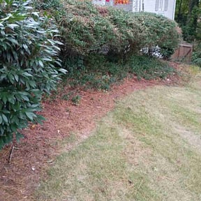 Bush Trimming by Yanez Brothers Landscaping reviewed on November 23, 2025