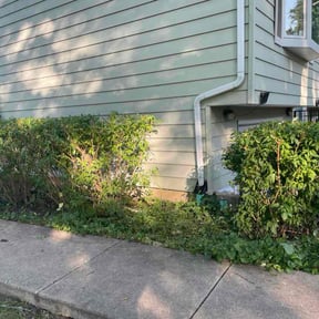 Bush Trimming by D&amp;J lawn care reviewed on October 20, 2025