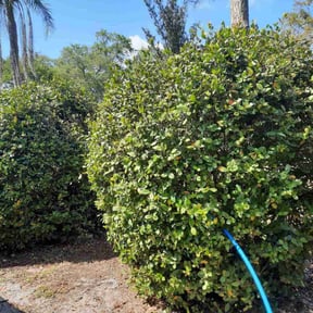 Bush Trimming by Tight Lines LawnService reviewed on August 15, 2025