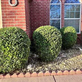Bush Trimming by Landscape Management reviewed on November 24, 2025
