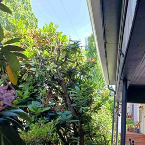 Bush Trimming by Rpr johnson landscaping reviewed on August 18, 2025