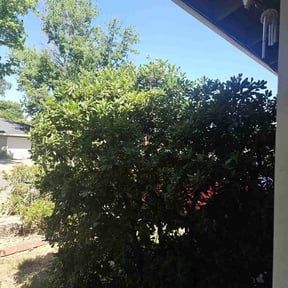 Bush Trimming by A step up handyman and lawncare services reviewed on August 18, 2025