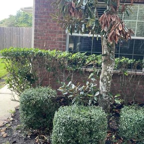Bush Trimming by Jtaylorservices#2 reviewed on October 24, 2025