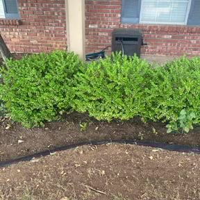 Leaf Removal by Biggs customs reviewed on September 24, 2025